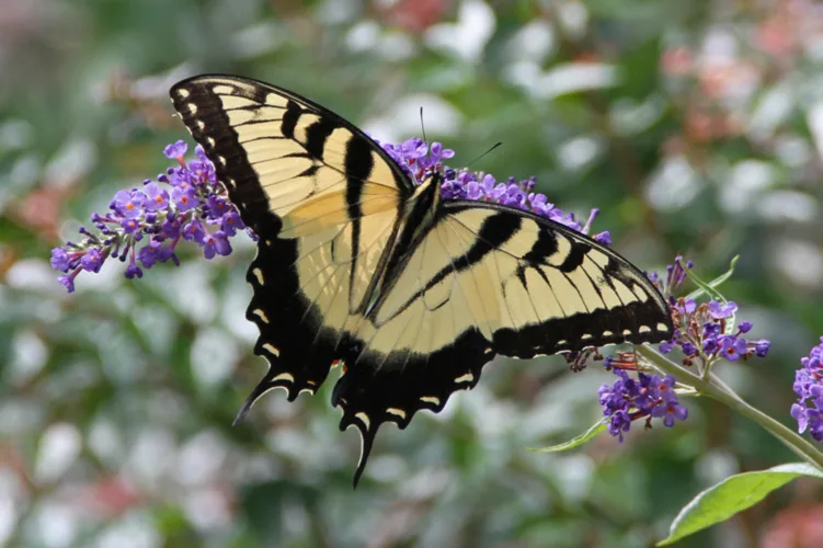 Swallowtail butterflies — beauty or beast?